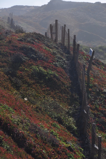 ice plant along the highway one